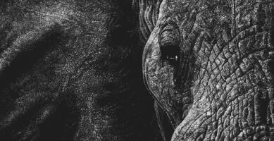 Dots – Série Éléphants