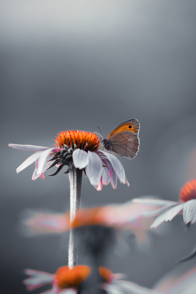 Papillon orange posé sur une échinacée dans un décor désaturé, photographie en édition limitée – revameditee