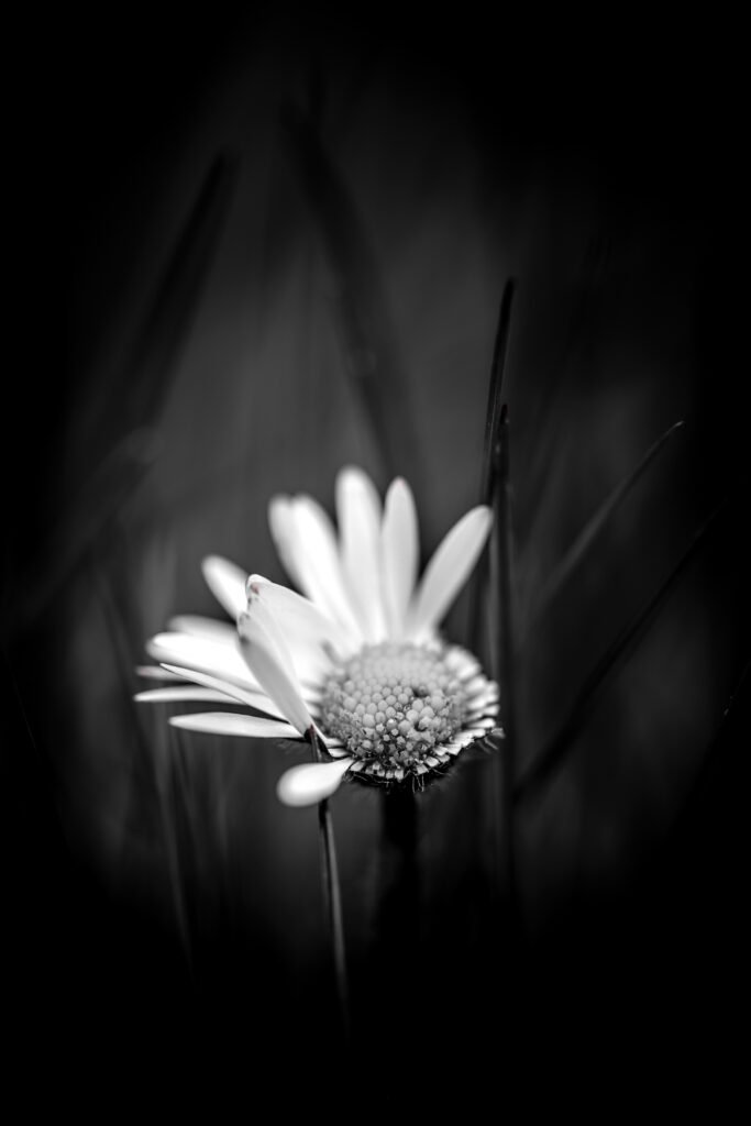Pâquerette aux pétales irréguliers en noir et blanc dans l'herbe sombre, photographie en édition limitée – revameditee