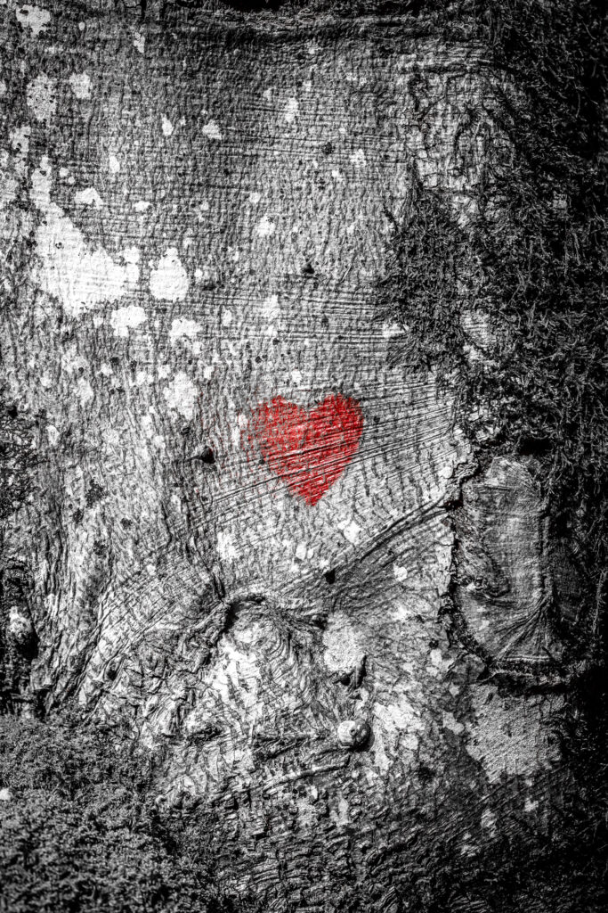 Cœur rouge peint sur l'écorce d'un arbre en noir et blanc, photographie en édition limitée – revameditee