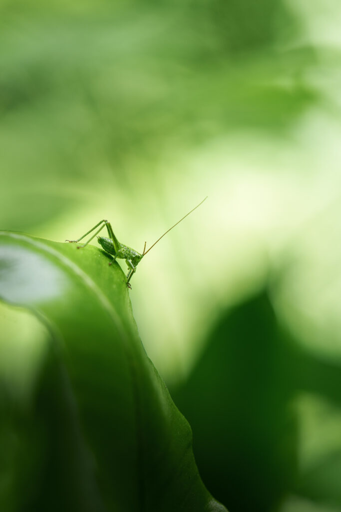 Jeune sauterelle verte au bord d'une feuille sur fond vert flou, photographie macro en édition limitée – revameditee